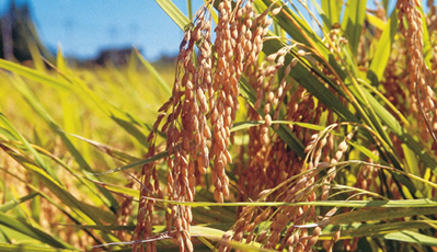 �ŵ�88(�й���)�ٷ���վ